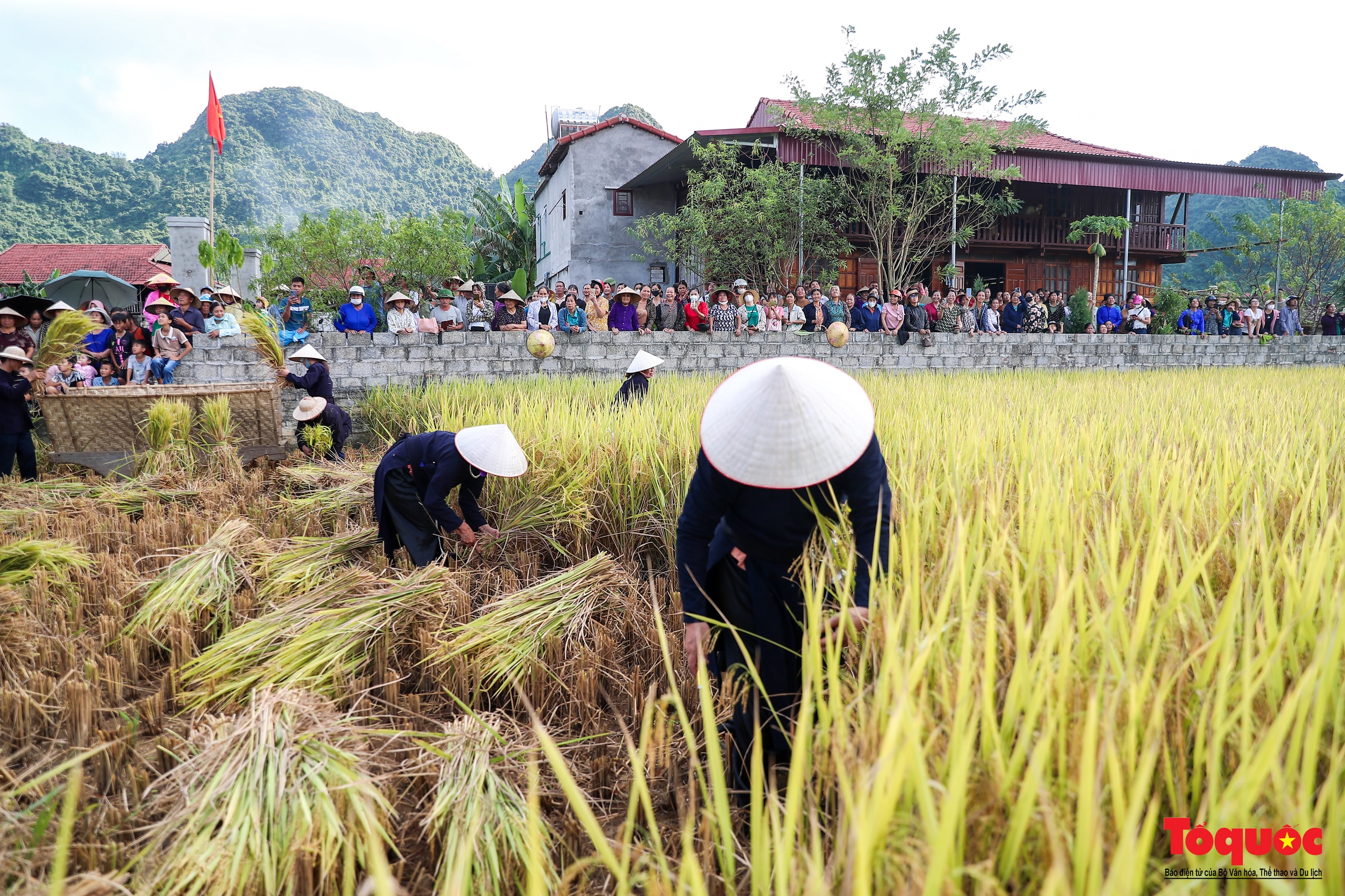 Lên Bắc Sơn xem đồng bào Tày thi gặt lúa bằng công cụ thô sơ - Ảnh 2. Lên Bắc Sơn xem đồng bào Tày thi gặt lúa bằng công cụ thô sơ - Ảnh 2.
