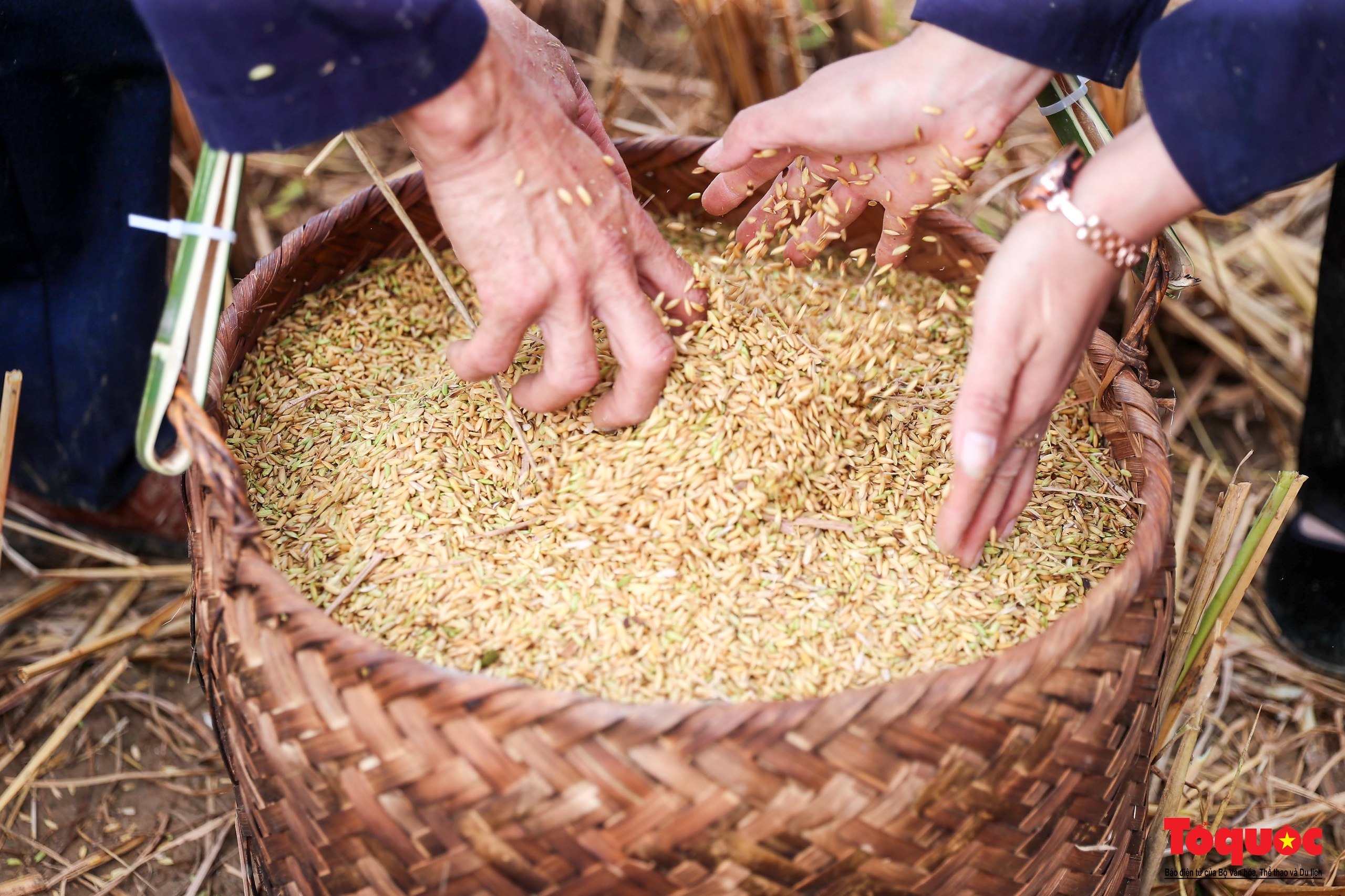 Lên Bắc Sơn xem đồng bào Tày thi gặt lúa bằng công cụ thô sơ - Ảnh 13. Lên Bắc Sơn xem đồng bào Tày thi gặt lúa bằng công cụ thô sơ - Ảnh 13.
