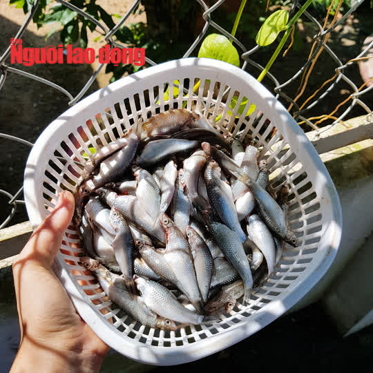 Bí quyết nấu mâm cơm chưa đến 100.000 đồng nhà 4 người ăn của cô giáo - Ảnh 4. Bí quyết nấu mâm cơm chưa đến 100.000 đồng nhà 4 người ăn của cô giáo - Ảnh 4.