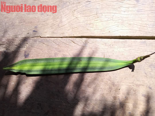 Món ngon hiếm thấy: Nộm quả núc nác - Ảnh 4. Món ngon hiếm thấy: Nộm quả núc nác - Ảnh 4.