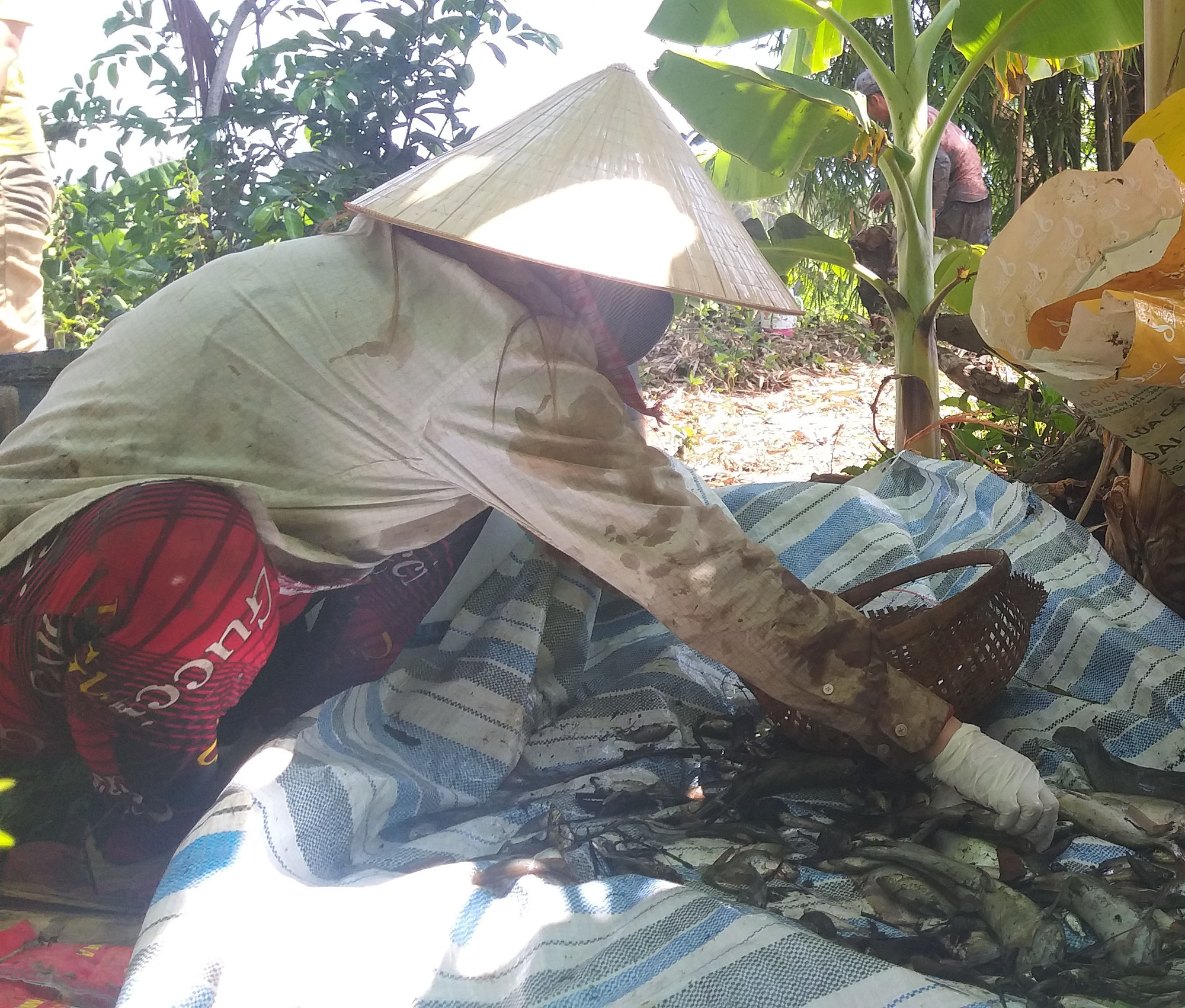 Chùm ảnh: Hấp dẫn tát đìa bắt cá đồng nướng rơm ở miền Tây - Ảnh 5. Chùm ảnh: Hấp dẫn tát đìa bắt cá đồng nướng rơm ở miền Tây - Ảnh 5.