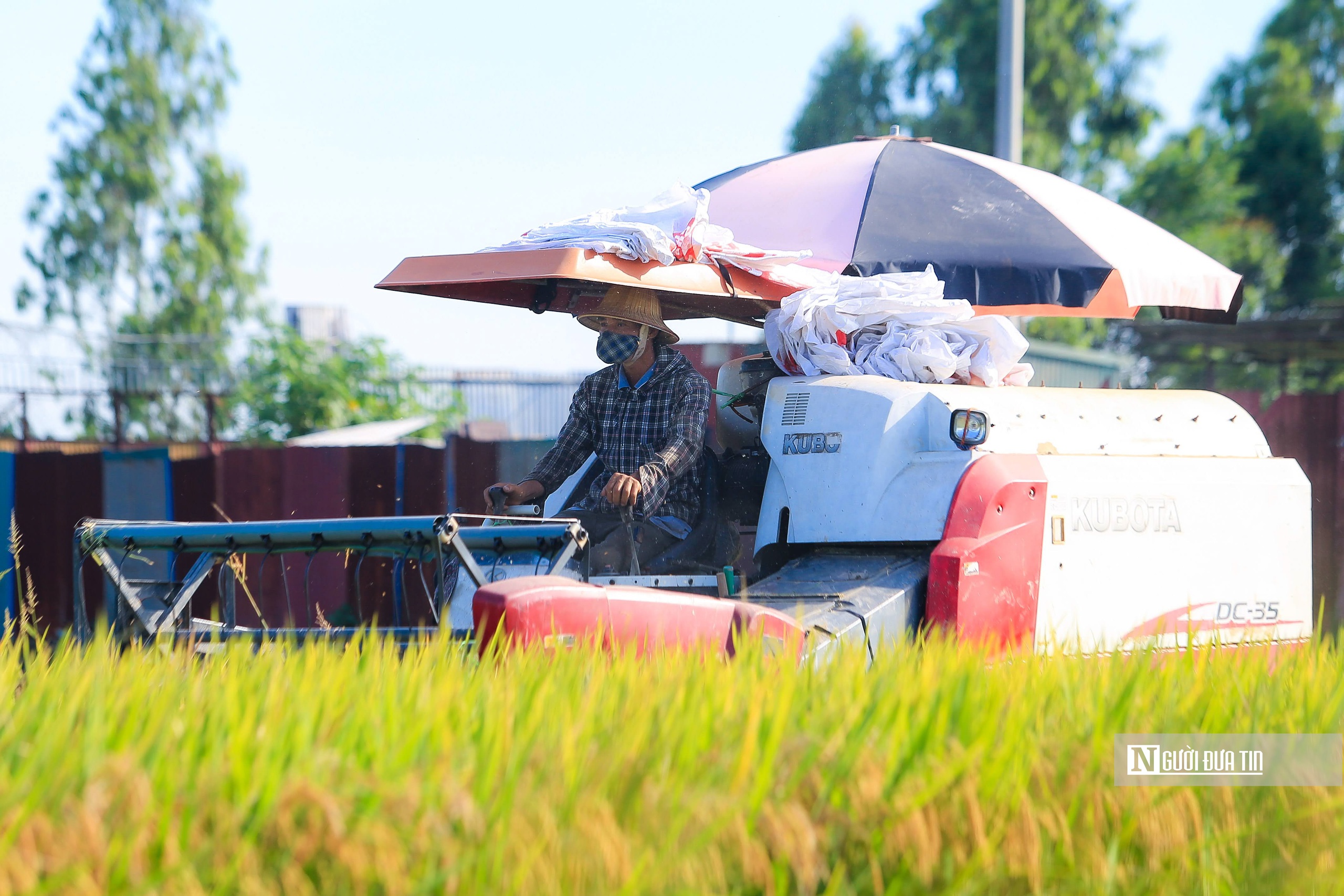 Đề án 1 triệu ha lúa chất lượng cao: Agribank chủ lực cấp tín dụng lãi suất thấp- Ảnh 1. Đề án 1 triệu ha lúa chất lượng cao: Agribank chủ lực cấp tín dụng lãi suất thấp- Ảnh 1.