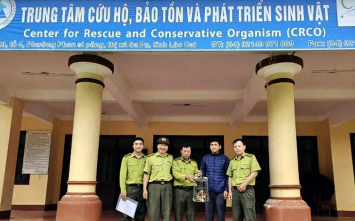 Cầy gấm được giao nộp ở Yên Bái là loài cực quý hiếm Cay gam duoc giao nop o Yen Bai la loai cuc quy hiem