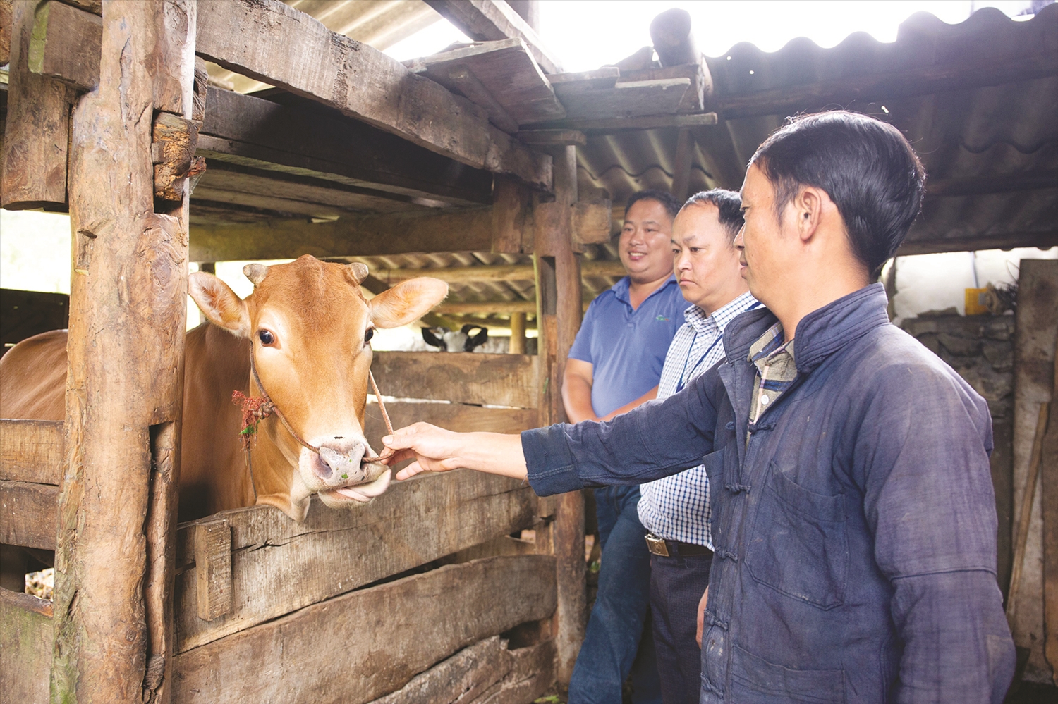Cán bộ xã Hố Quáng Phìn thăm mô hình chăm sóc bò sinh sản của gia đình anh Giàng Mí Cấu. Cán bộ xã Hố Quáng Phìn thăm mô hình chăm sóc bò sinh sản của gia đình anh Giàng Mí Cấu.