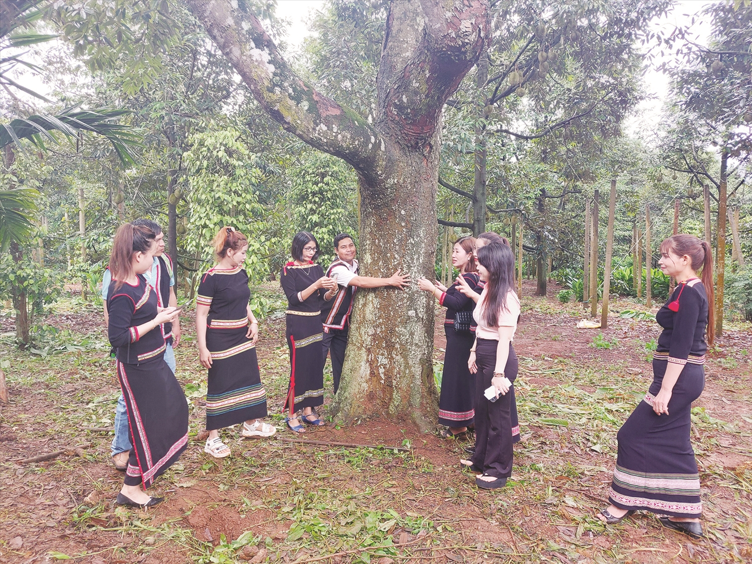 Người dân địa phương và du khách thích thú ngắm cây sầu riêng trăm tuổi ở xã Ea Yông, huyện Krông Pắc. Người dân địa phương và du khách thích thú ngắm cây sầu riêng trăm tuổi ở xã Ea Yông, huyện Krông Pắc.