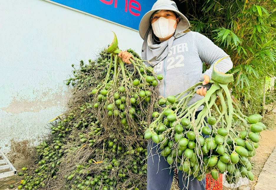 giá cau ở miền trung chững lại do thương lái trung quốc dè chừng hình ảnh 1 gia cau o mien trung chung lai do thuong lai trung quoc de chung hinh anh 1