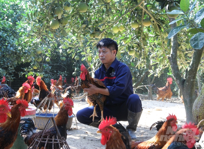 giai-bai-toan-lon-nho-chan-nuoi-ga-theo-huong-huu-co-123322_719-123323.jpg Theo anh Trương Văn Hướng, chăn nuôi theo hướng hữu cơ giúp tiết kiệm rất nhiều chi phí mua kháng sinh phòng bệnh cho gà. Ảnh: Trung Quân.