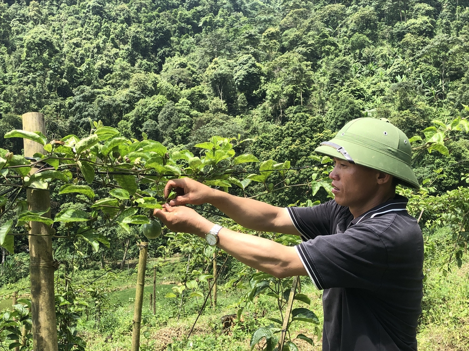 Cây chanh leo được kỳ vọng là cây xóa nghèo cho người dân Trịnh Tường Cây chanh leo được kỳ vọng là cây xóa nghèo cho người dân Trịnh Tường