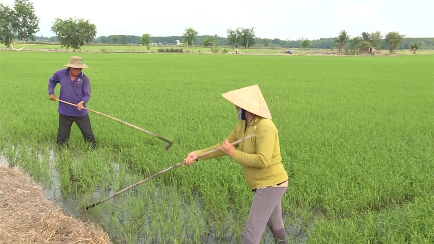 Đồng bào DTTS huyện Đức Linh chăm sóc cây lúa nước Đồng bào DTTS huyện Đức Linh chăm sóc cây lúa nước