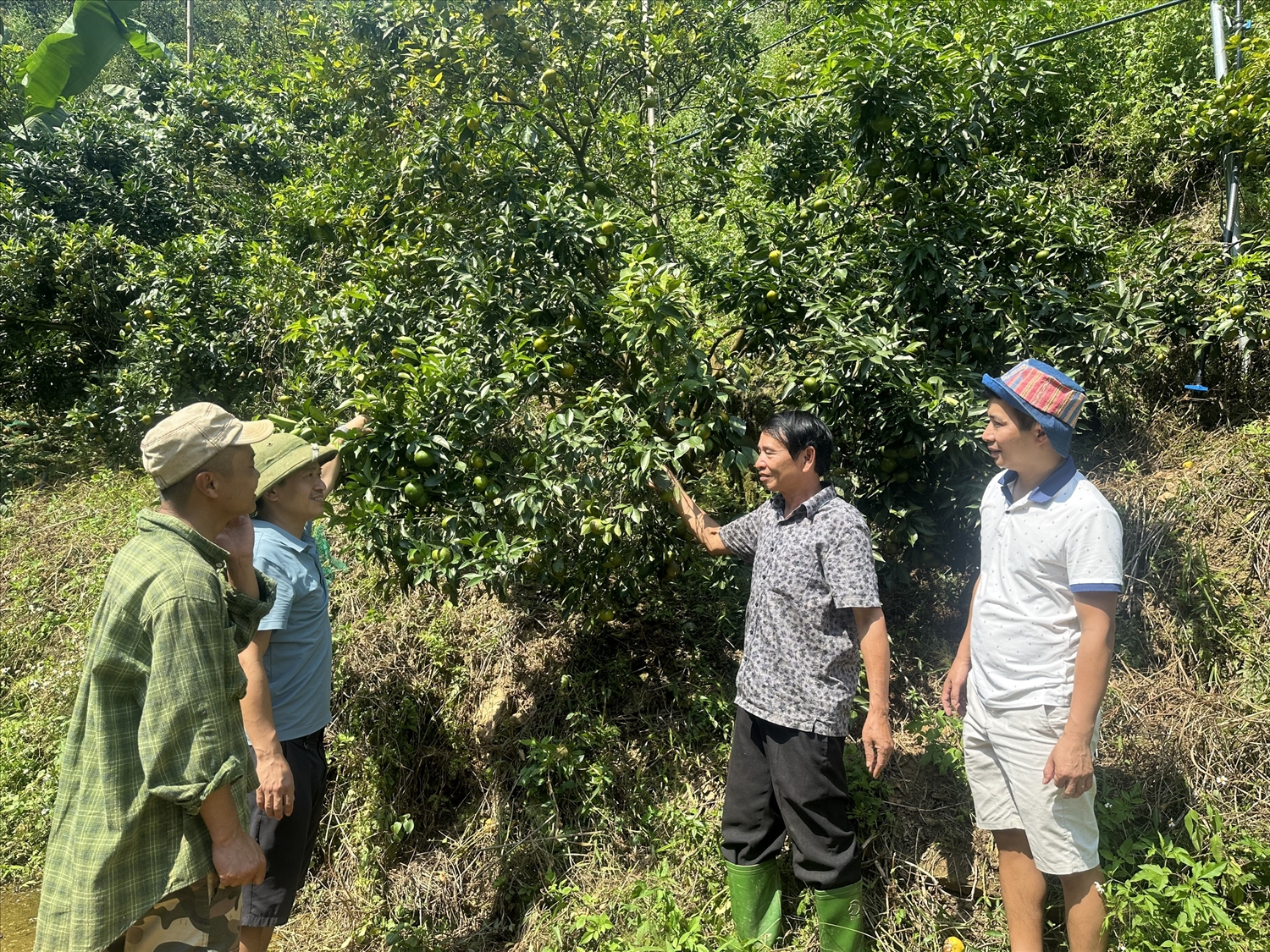 Ông Bùi Quang Trung (người thứ hai từ phải qua trái) trao đổi kinh nghiệm sản xuất cây ăn quả cùng khách tham quan. Ông Bùi Quang Trung (người thứ hai từ phải qua trái) trao đổi kinh nghiệm sản xuất cây ăn quả cùng khách tham quan.