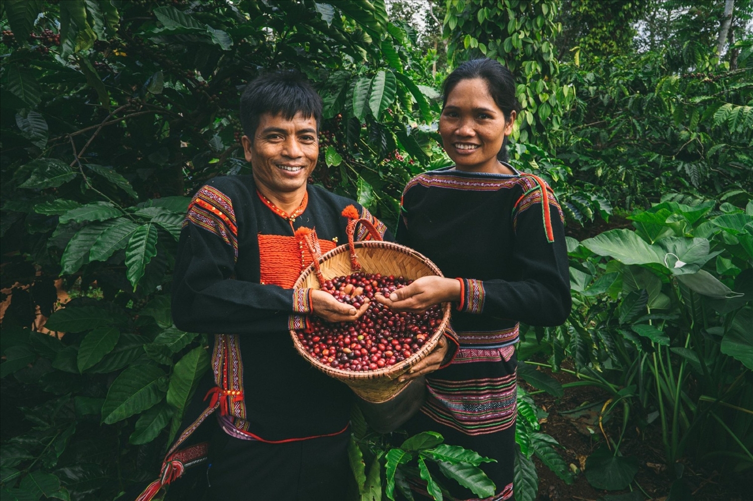 Cà phê trở thành một trong những cây trồng chủ lực giúp đồng bào các dân tộc thiểu số ở Tây Nguyên phát triển kinh tế. Cà phê trở thành một trong những cây trồng chủ lực giúp đồng bào các dân tộc thiểu số ở Tây Nguyên phát triển kinh tế.