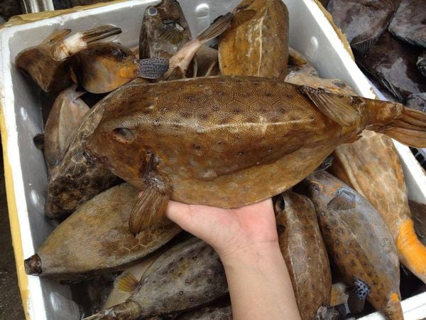 Cá bò hòm: Loài cá trứ danh Việt Nam được mệnh danh là