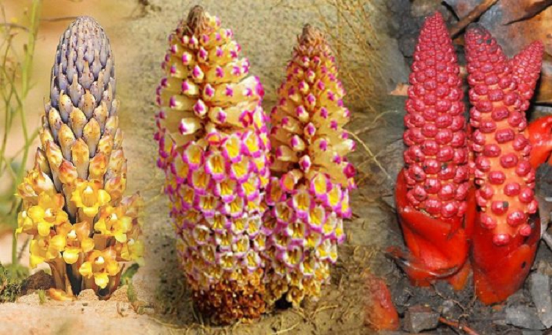 Một số vị thuốc nam tốt cho người đau lưng- Ảnh 2. Một số vị thuốc nam tốt cho người đau lưng- Ảnh 2.