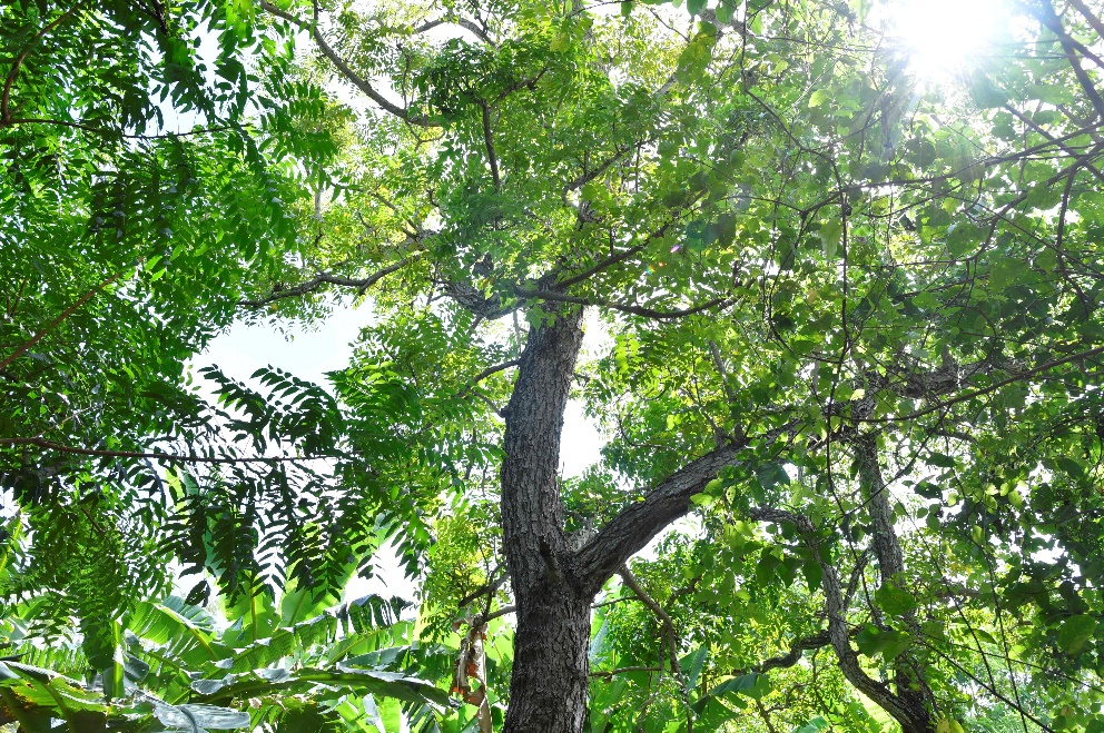 Ngọt đắng sầu đâu - Ảnh 1. Ngọt đắng sầu đâu - Ảnh 1.