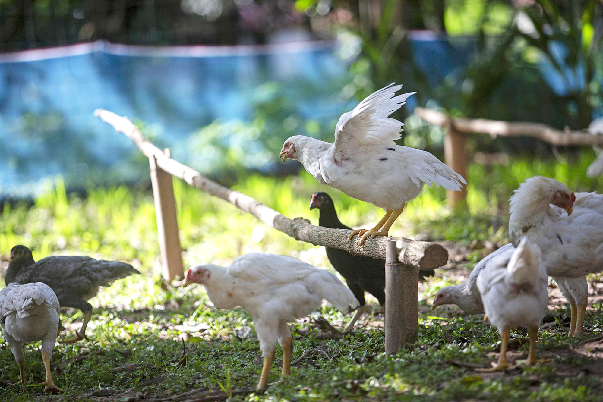 Mô hình chăn nuôi gà bền vững tại Thái Lan - Ảnh 1. Mô hình chăn nuôi gà bền vững tại Thái Lan - Ảnh 1.