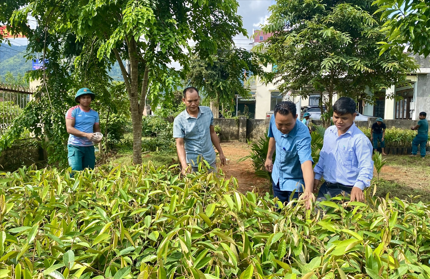 Từ nguồn xã hội hóa do Huyện ủy Sa Thầy kêu gọi, xã Rờ Kơi mua cây giống sầu riêng để hỗ trợ cho các hộ đồng bào DTTS tham gia Đề án cải tạo vườn tạp Từ nguồn xã hội hóa do Huyện ủy Sa Thầy kêu gọi, xã Rờ Kơi mua cây giống sầu riêng để hỗ trợ cho các hộ đồng bào DTTS tham gia Đề án cải tạo vườn tạp