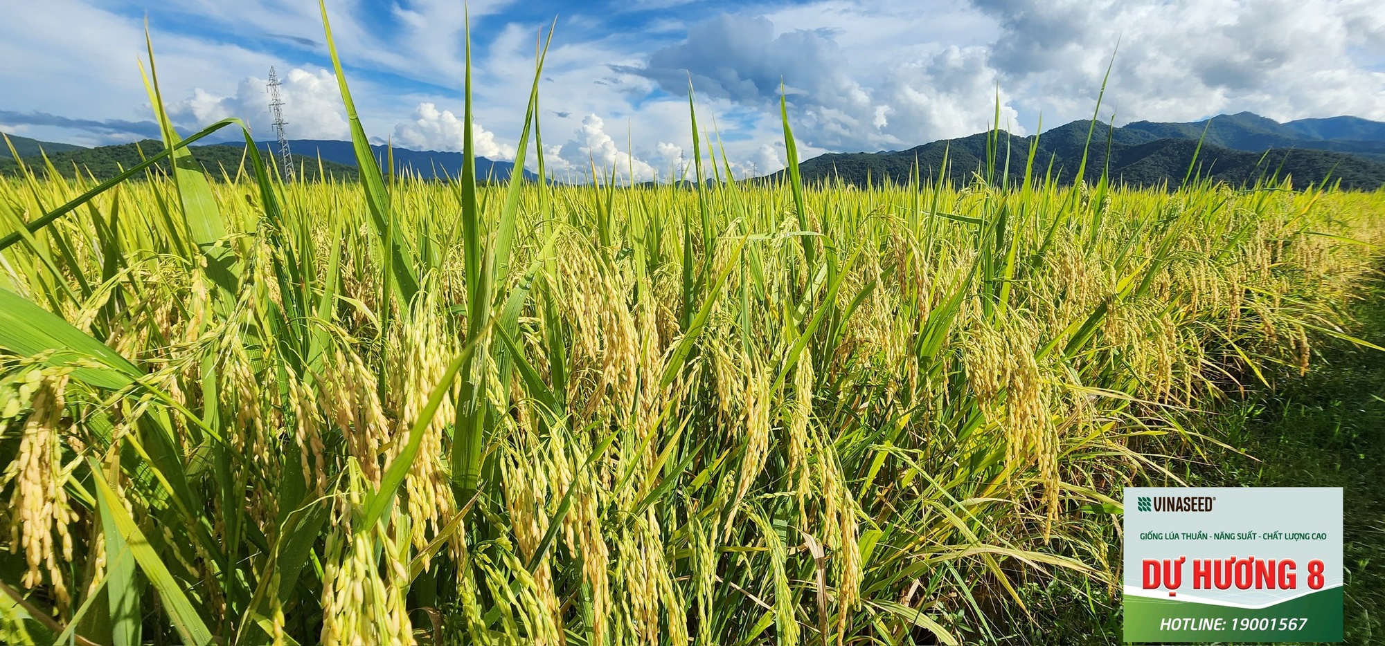 Giống lúa Dự Hương 8 (new): Tiềm năng và triển vọng trong sản xuất nông nghiệp Bắc Giang- Ảnh 4. Giống lúa Dự Hương 8 (new): Tiềm năng và triển vọng trong sản xuất nông nghiệp Bắc Giang- Ảnh 4.