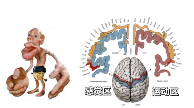 Trẻ có thông minh hay không phụ thuộc vào 2 bộ phận này – Cha mẹ tham khảo để giúp con phát triển trí não, học hành giỏi giang!- Ảnh 1. Trẻ có thông minh hay không phụ thuộc vào 2 bộ phận này – Cha mẹ tham khảo để giúp con phát triển trí não, học hành giỏi giang!- Ảnh 1.
