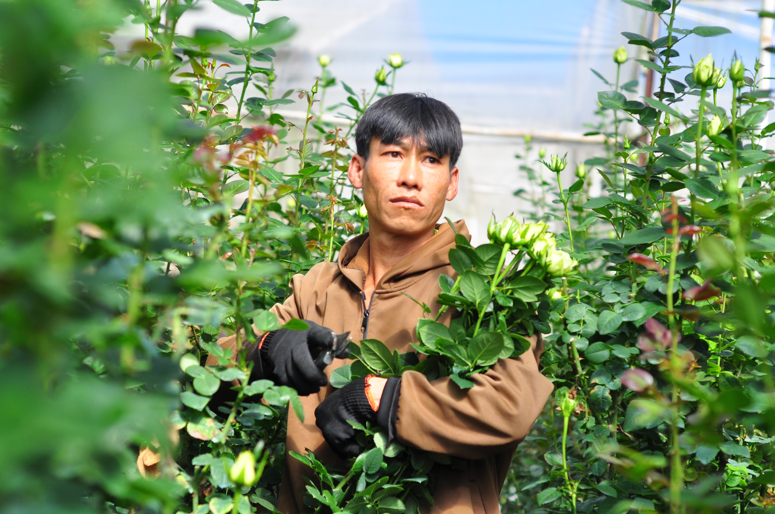Trước ngày 20/10, giá hoa hồng tăng gấp đôi, nông dân Lâm Đồng vui ra mặt- Ảnh 1. Trước ngày 20/10, giá hoa hồng tăng gấp đôi, nông dân Lâm Đồng vui ra mặt- Ảnh 1.