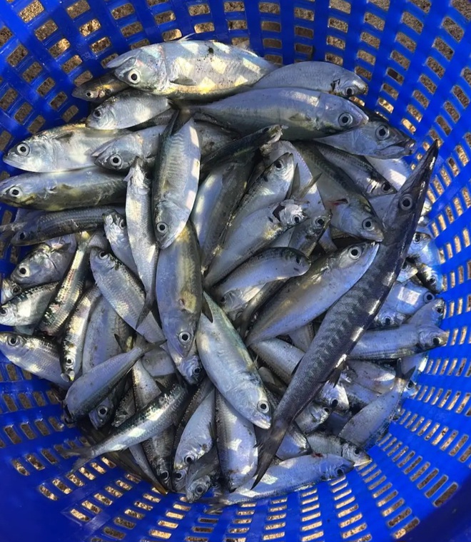 Khung cảnh làng chài nhộn nhịp mùa đặc sản của Phú Quốc- Ảnh 8. Khung cảnh làng chài nhộn nhịp mùa đặc sản của Phú Quốc- Ảnh 8.