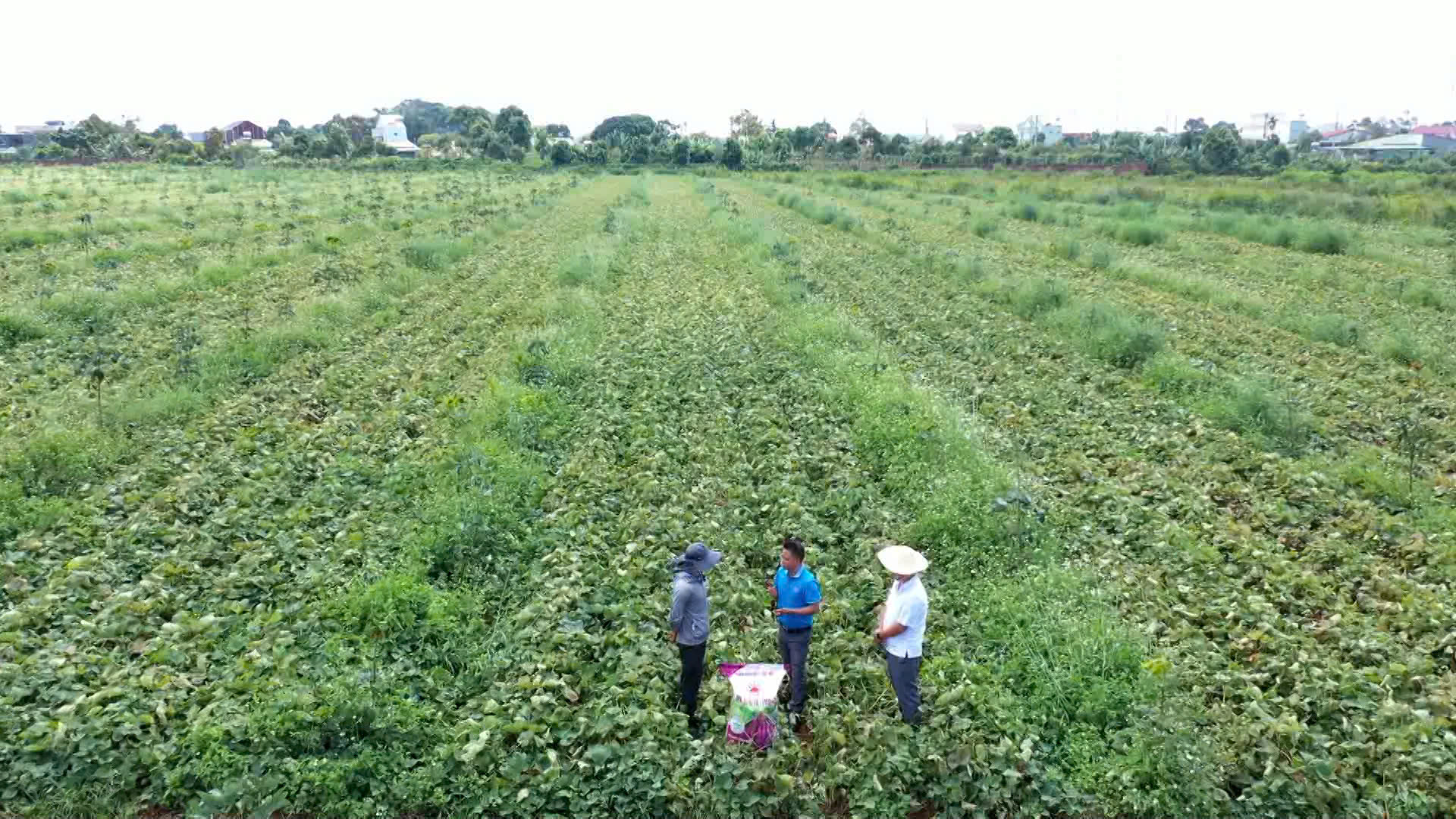 Bí quyết trồng khoai lang giúp lợi nhuận tăng gần 3 lần- Ảnh 3. Bí quyết trồng khoai lang giúp lợi nhuận tăng gần 3 lần- Ảnh 3.
