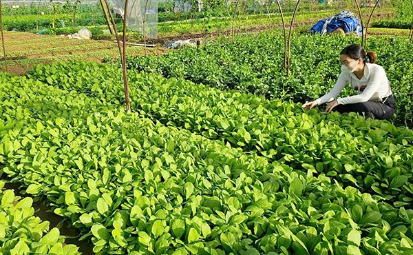 Dự án được triển khai trên diện tích 10 ha tại xã Tr’Hy (huyện Tây Giang, Quảng Nam). Dự án được triển khai trên diện tích 10 ha tại xã Tr’Hy (huyện Tây Giang, Quảng Nam).