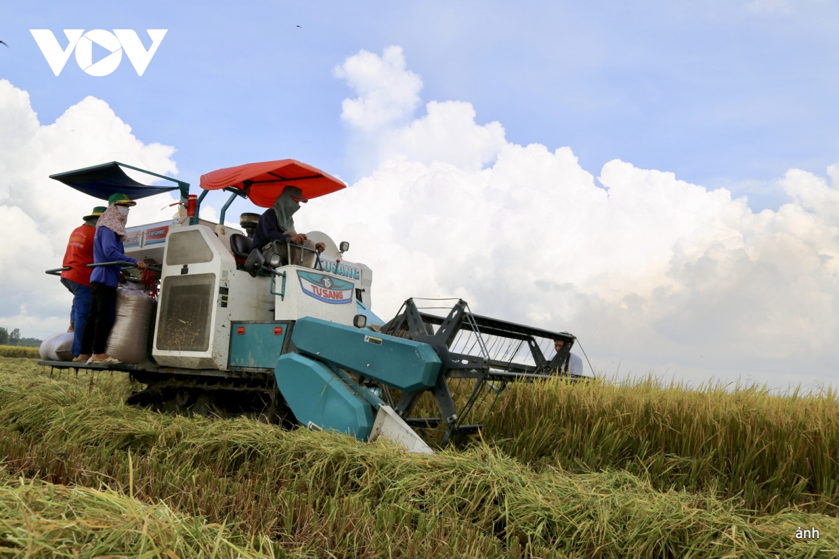 cuộc cách mạng cho cây lúa Đbscl trong kỷ nguyên mới hình ảnh 4 cuoc cach mang cho cay lua Dbscl trong ky nguyen moi hinh anh 4