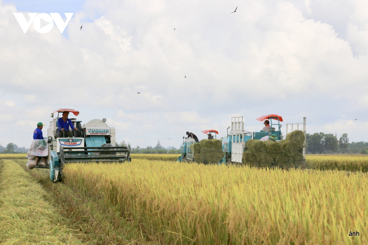cuộc cách mạng cho cây lúa Đbscl trong kỷ nguyên mới hình ảnh 7 cuoc cach mang cho cay lua Dbscl trong ky nguyen moi hinh anh 7