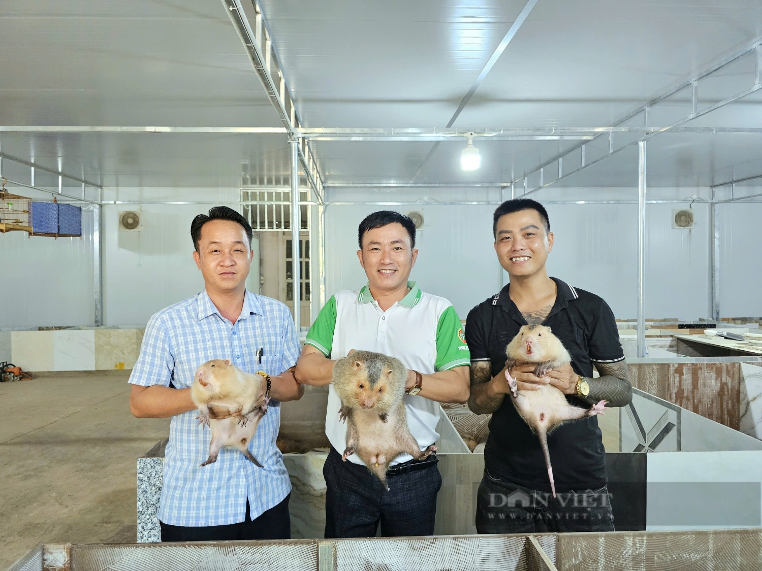 Nuôi dúi la liệt ở chuồng tối, bán con động vật hoang dã này giá cao, nông dân Bình Phước giàu lên- Ảnh 2. Nuôi dúi la liệt ở chuồng tối, bán con động vật hoang dã này giá cao, nông dân Bình Phước giàu lên- Ảnh 2.
