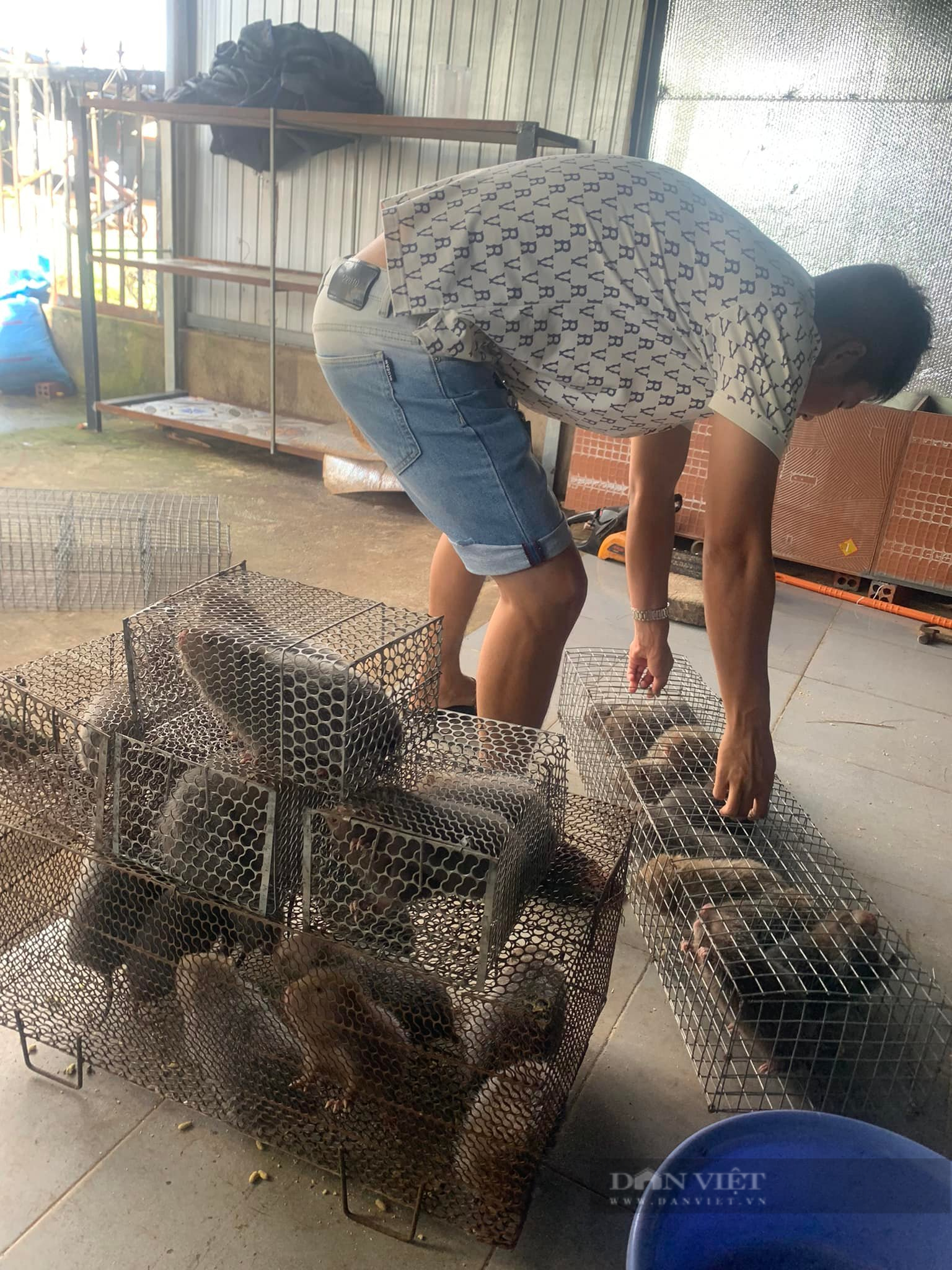 Nuôi dúi la liệt ở chuồng tối, bán con động vật hoang dã này giá cao, nông dân Bình Phước giàu lên- Ảnh 4. Nuôi dúi la liệt ở chuồng tối, bán con động vật hoang dã này giá cao, nông dân Bình Phước giàu lên- Ảnh 4.
