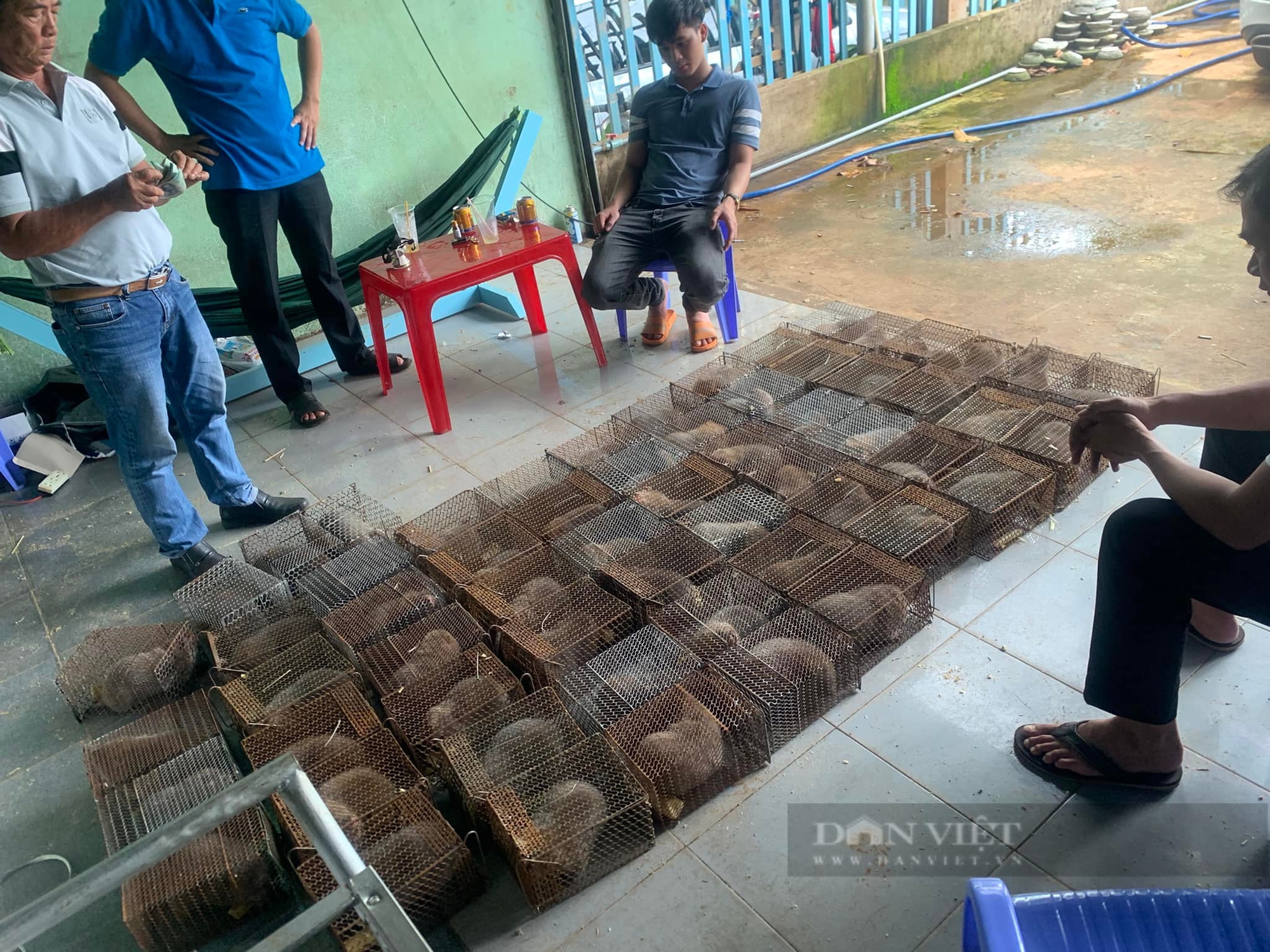 Nuôi dúi la liệt ở chuồng tối, bán con động vật hoang dã này giá cao, nông dân Bình Phước giàu lên- Ảnh 7. Nuôi dúi la liệt ở chuồng tối, bán con động vật hoang dã này giá cao, nông dân Bình Phước giàu lên- Ảnh 7.