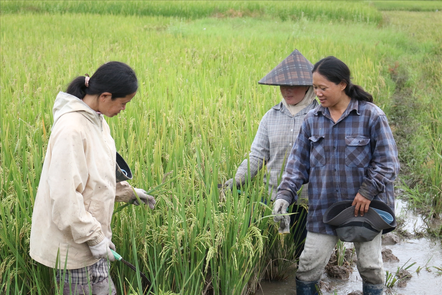 Nhờ sự hỗ trợ từ nguồn vốn của Chương trình MTQG 1719, đồng bào DTTS thôn Giang Lố 1, xã Sa Loong, huyện Ngọc Hồi đã chuyển qua trồng giống lúa ST25 chất lượng cao Nhờ sự hỗ trợ từ nguồn vốn của Chương trình MTQG 1719, đồng bào DTTS thôn Giang Lố 1, xã Sa Loong, huyện Ngọc Hồi đã chuyển qua trồng giống lúa ST25 chất lượng cao