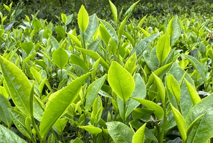 chuyen-doi-huu-co-tai-vung-che-duoc-day-tam-dao-che-cho-214452_91.jpg Cây chè khỏe, sạch sâu bệnh, cho sản phẩm chất lượng, an toàn nhờ chuyển đổi sang canh tác hữu cơ. Ảnh: Quang Linh.