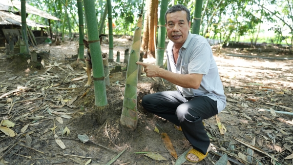 thuong-binh-kiem-bon-tien-nho-vuon-mang-sach-175011_343.jpg Măng tre là cây rất dễ trồng, dễ canh tác theo quy trình hữu cơ. Ảnh: Hồng Thủy.