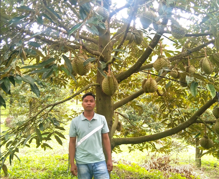 Anh Cao Thanh Hải áp dụng mô hình trồng sầu riêng hữu cơ theo phương pháp sinh học. Anh Cao Thanh Hải áp dụng mô hình trồng sầu riêng hữu cơ theo phương pháp sinh học.