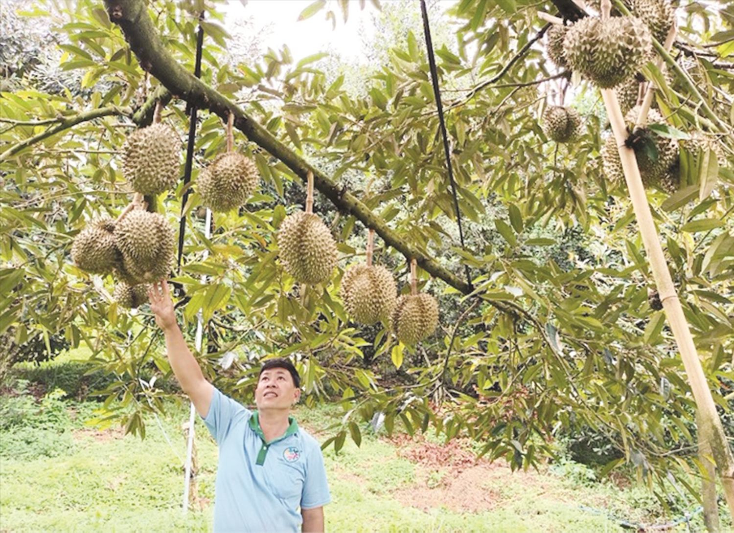 Vườn sầu riêng của anh Vũ Văn Vịnh mỗi năm cho thu nhập hàng trăm triệu đồng. Vườn sầu riêng của anh Vũ Văn Vịnh mỗi năm cho thu nhập hàng trăm triệu đồng.