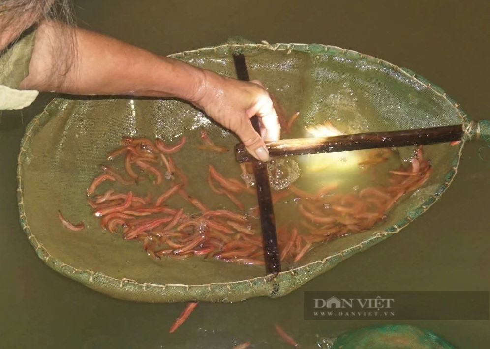 Lão nông ở Nghệ An rải thứ lạ xuống ruộng để