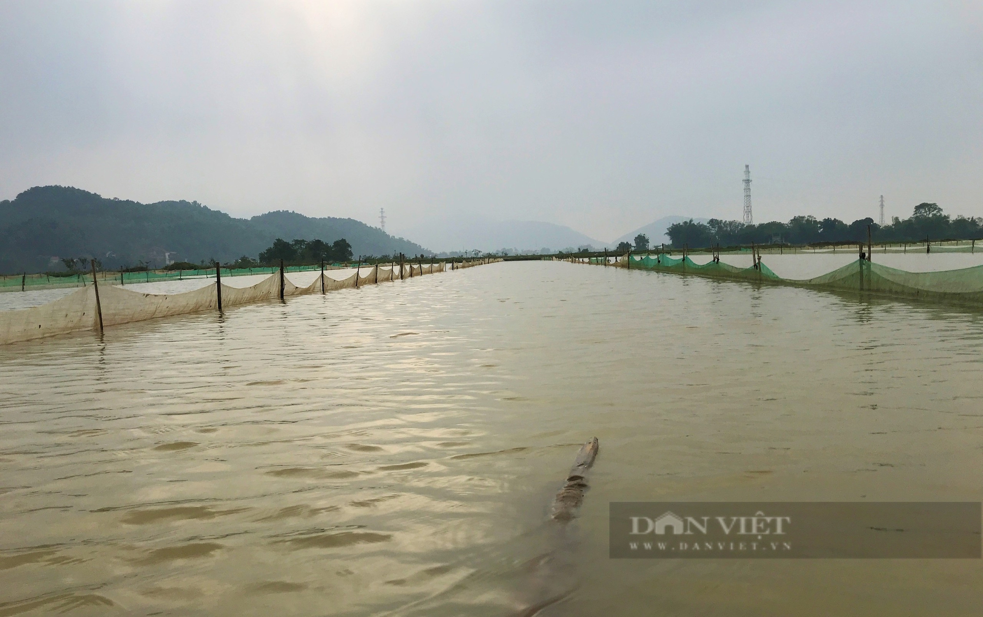 Lão nông ở Nghệ An rải thứ lạ xuống ruộng để