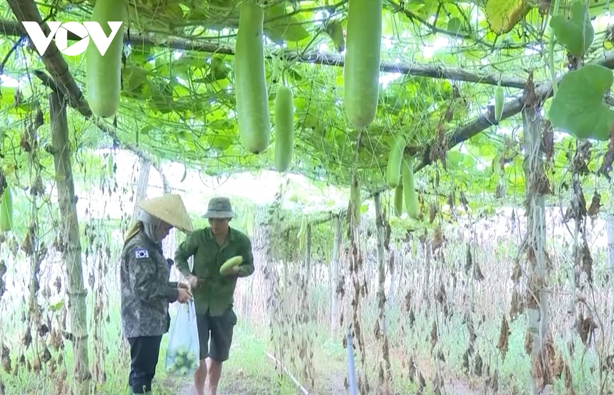 nông dân sơn la thu nhập ổn định từ trồng rau an toàn theo nhu cầu thị trường hình ảnh 2 nong dan son la thu nhap on dinh tu trong rau an toan theo nhu cau thi truong hinh anh 2