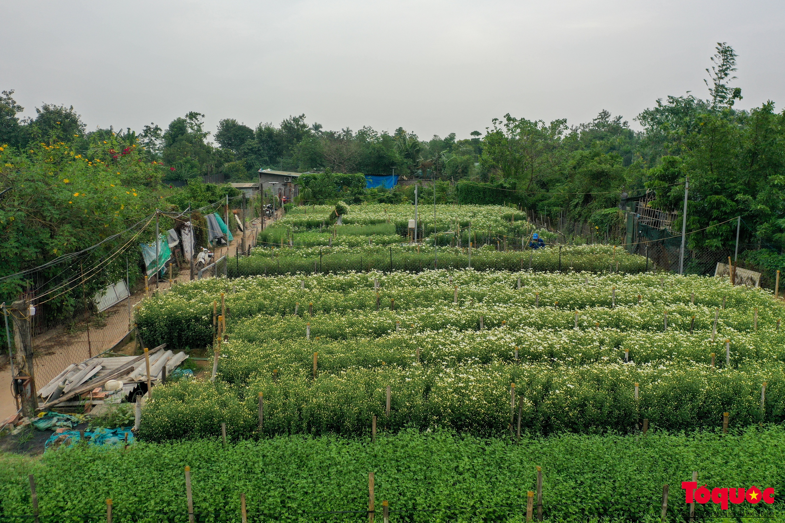 Vườn cúc họa mi hiếm hoi còn sót lại tại Nhật Tân sau bão Yagi - Ảnh 2. Vườn cúc họa mi hiếm hoi còn sót lại tại Nhật Tân sau bão Yagi - Ảnh 2.