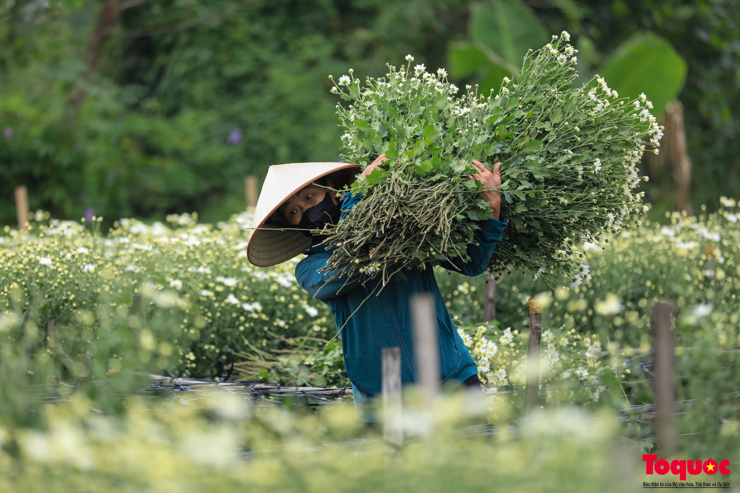 Vườn cúc họa mi hiếm hoi còn sót lại tại Nhật Tân sau bão Yagi - Ảnh 5. Vườn cúc họa mi hiếm hoi còn sót lại tại Nhật Tân sau bão Yagi - Ảnh 5.