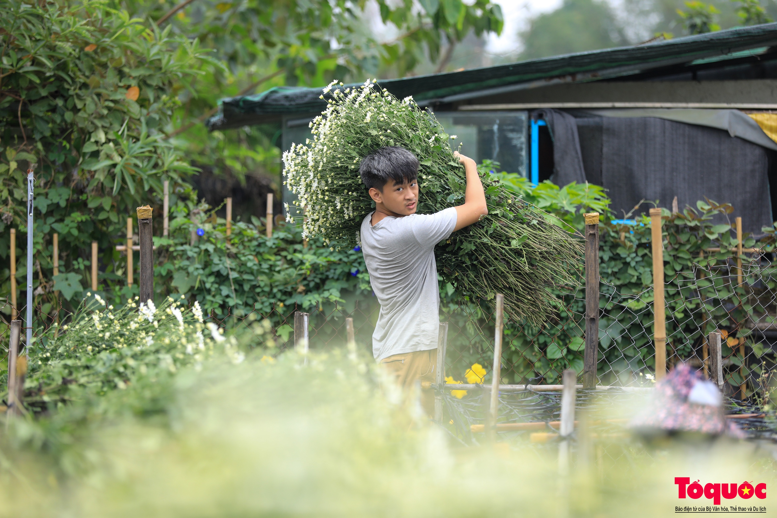 Vườn cúc họa mi hiếm hoi còn sót lại tại Nhật Tân sau bão Yagi - Ảnh 10. Vườn cúc họa mi hiếm hoi còn sót lại tại Nhật Tân sau bão Yagi - Ảnh 10.