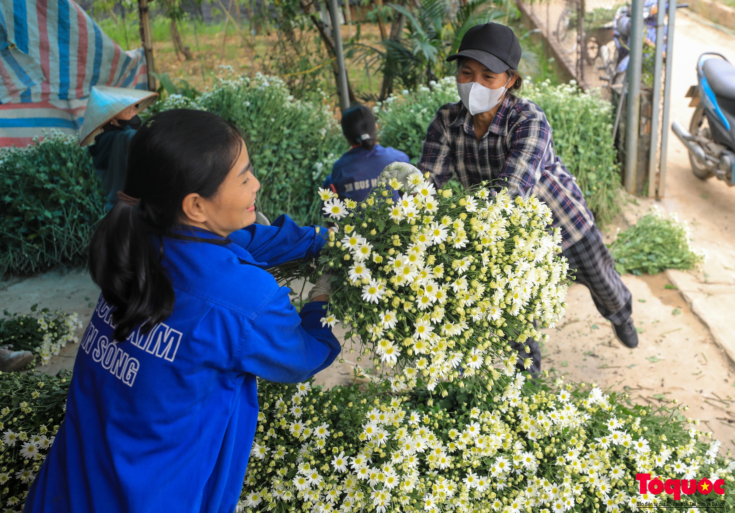 Vườn cúc họa mi hiếm hoi còn sót lại tại Nhật Tân sau bão Yagi - Ảnh 11. Vườn cúc họa mi hiếm hoi còn sót lại tại Nhật Tân sau bão Yagi - Ảnh 11.