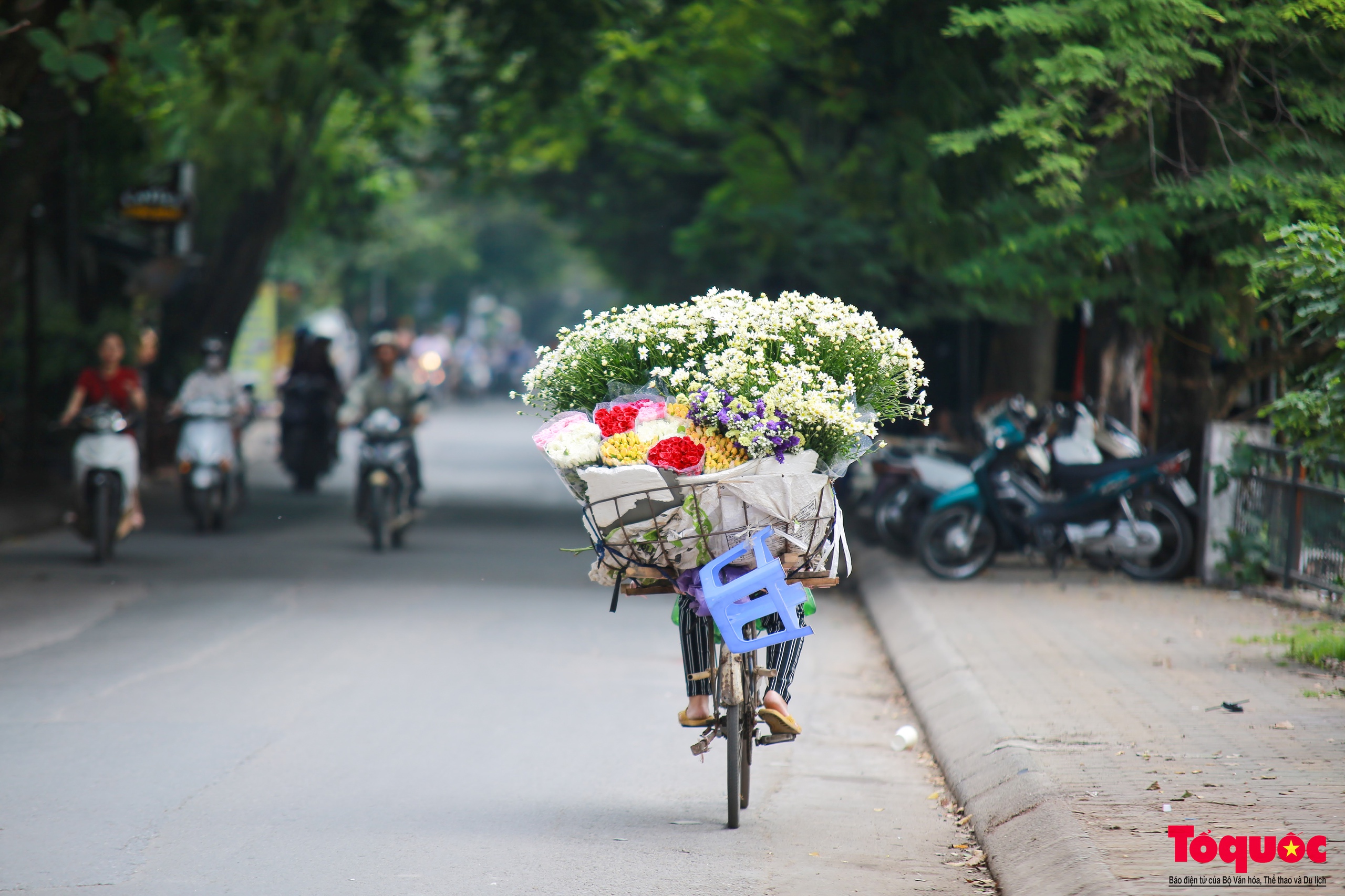Vườn cúc họa mi hiếm hoi còn sót lại tại Nhật Tân sau bão Yagi - Ảnh 15. Vườn cúc họa mi hiếm hoi còn sót lại tại Nhật Tân sau bão Yagi - Ảnh 15.