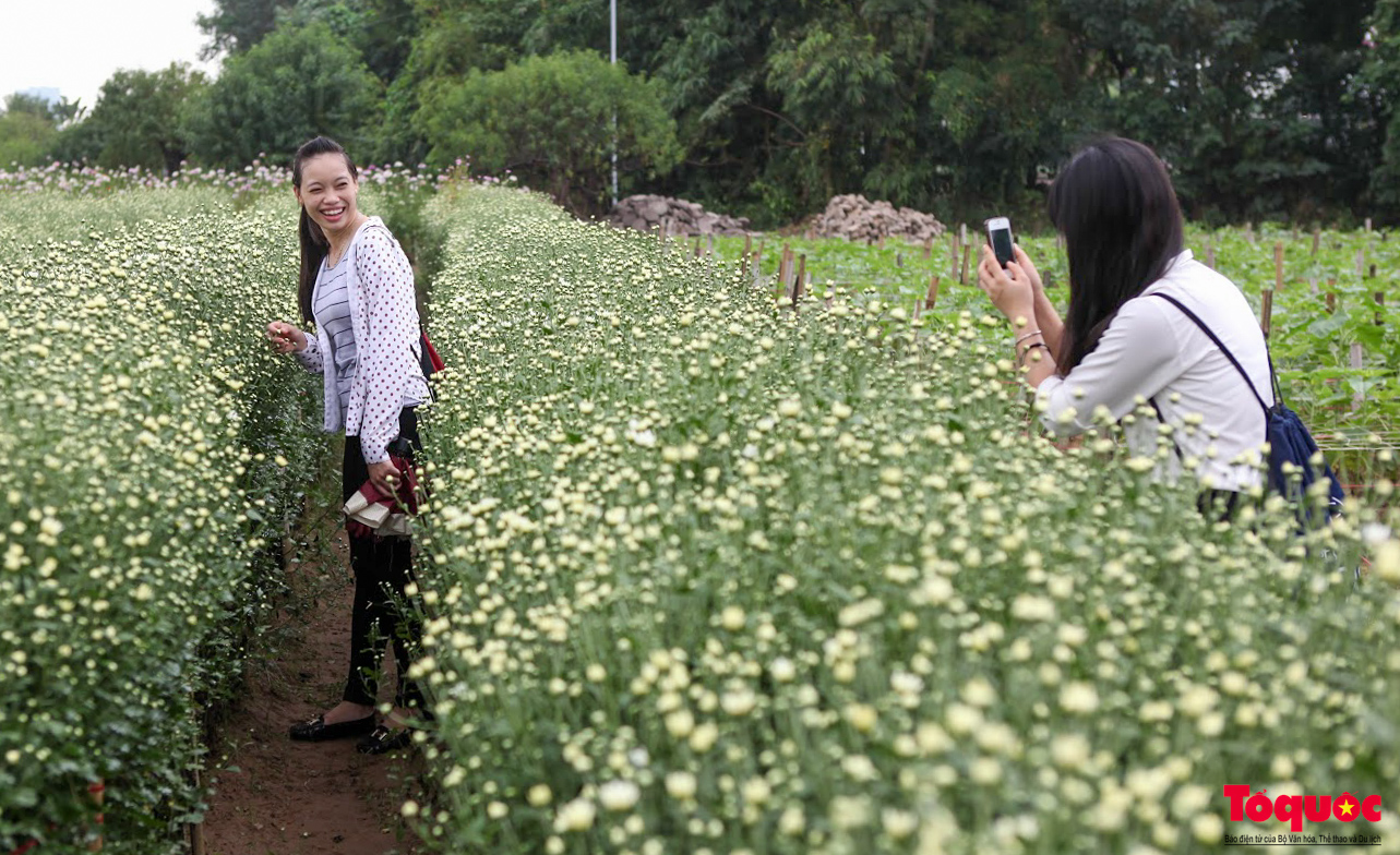 Vườn cúc họa mi hiếm hoi còn sót lại tại Nhật Tân sau bão Yagi - Ảnh 16. Vườn cúc họa mi hiếm hoi còn sót lại tại Nhật Tân sau bão Yagi - Ảnh 16.