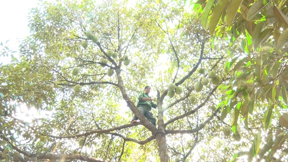 Nghề lạ ở một thành phố của Đồng Nai, leo cây