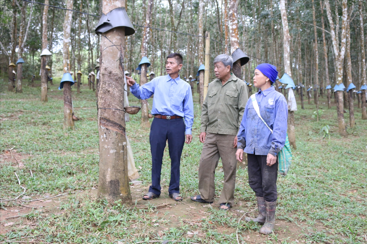 Ông Phạm Bá Huy (ngoài cùng bên trái) – Người có uy tín thôn Xuân Tân, xã Đăk Xú, huyện Ngọc Hồi hướng dẫn người dân cách cạo mủ cao su cho năng suất cao Ông Phạm Bá Huy (ngoài cùng bên trái) – Người có uy tín thôn Xuân Tân, xã Đăk Xú, huyện Ngọc Hồi hướng dẫn người dân cách cạo mủ cao su cho năng suất cao