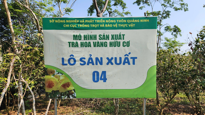 trong-tra-hoa-vang-huong-huu-co-giup-cay-khoe-xanh-la-011830_799.jpg Công ty Cổ phần Kinh doanh lâm sản Đạp Thanh sở hữu mô hình trà hoa vàng hữu cơ rộng 5ha. Ảnh: Nguyễn Thành.