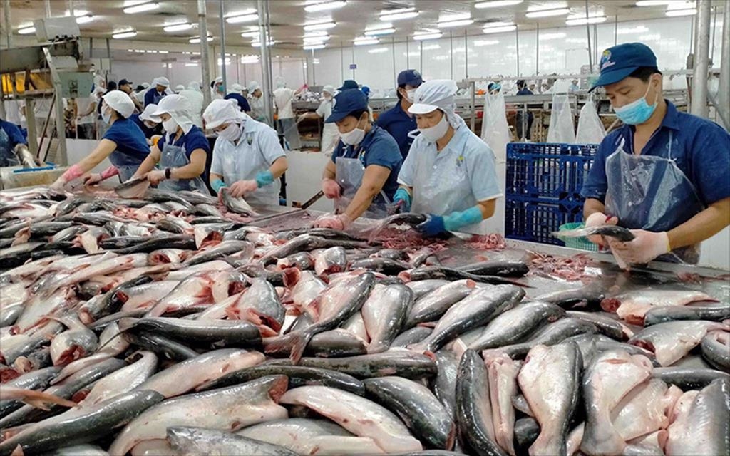 Ngành cá tra Việt Nam hướng tới kim ngạch xuất khẩu khoảng 2 tỉ USD Ngành cá tra Việt Nam hướng tới kim ngạch xuất khẩu khoảng 2 tỉ USD