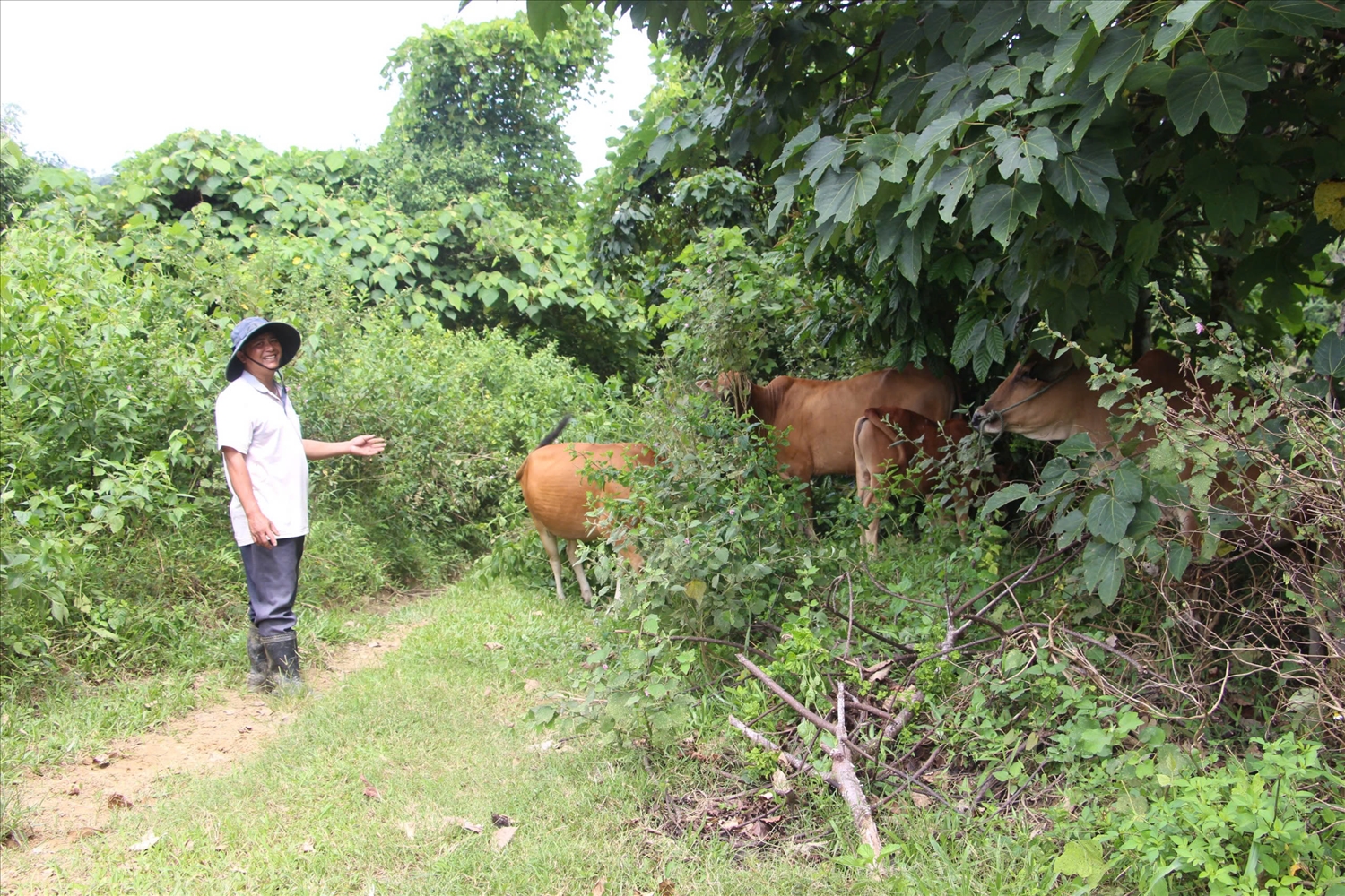 Người có uy tín ở Phước Sơn tiên phong trong phát triển kinh tế, xứng đáng là điểm tựa của buôn, làng. Người có uy tín ở Phước Sơn tiên phong trong phát triển kinh tế, xứng đáng là điểm tựa của buôn, làng.